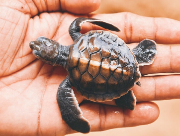 turtle-1